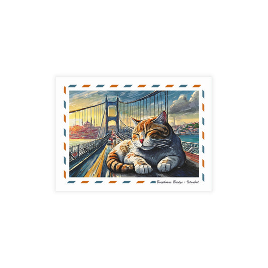 Cats of Istanbul - Bridge Cat